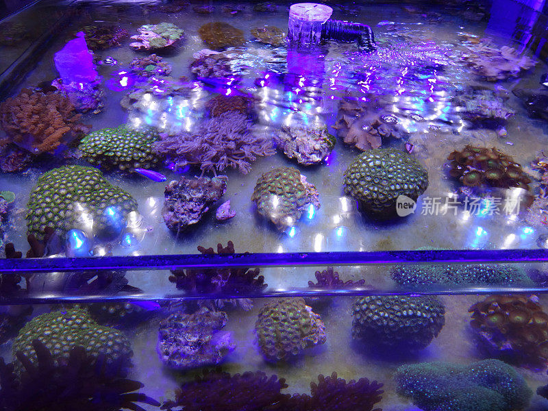海洋水族馆/咸水礁池，活珊瑚碎片